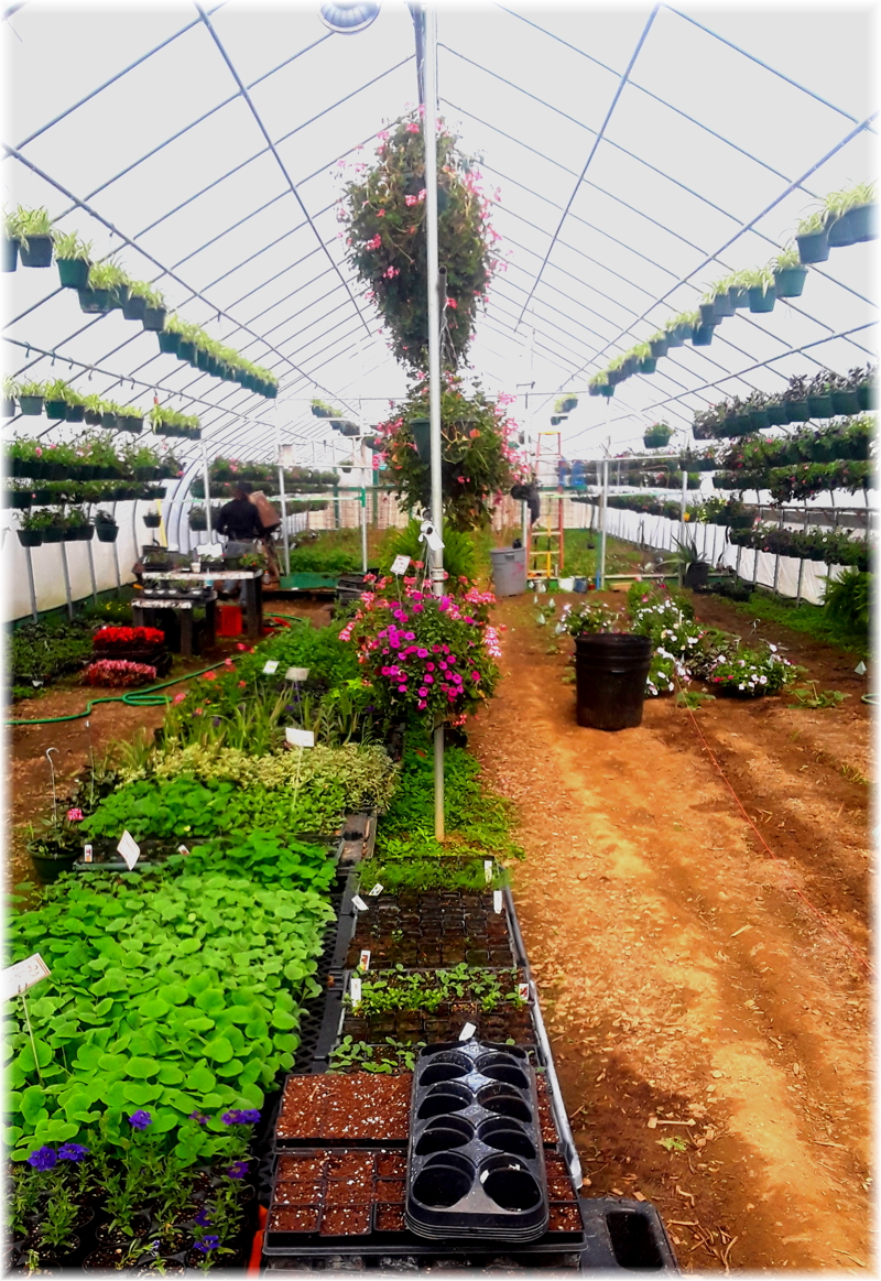 greenhouse_interior02
