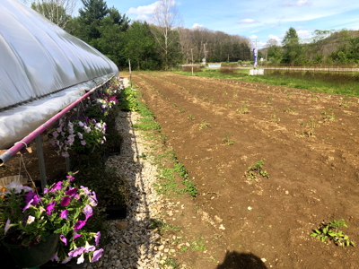 tomatoes_mid-May